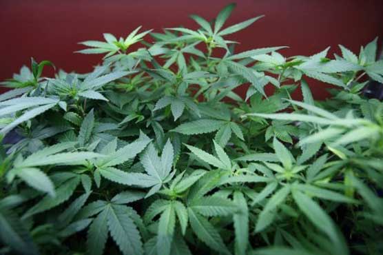 Jail's gardening backfires as prisoners grow pot