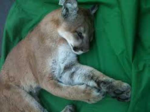 Mountain Lion tries to enter a casino