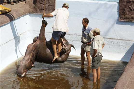 Hippo stranded in South African swimming pool dies