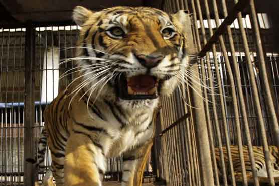 Caged big cats stuck on Paraguay border for two months