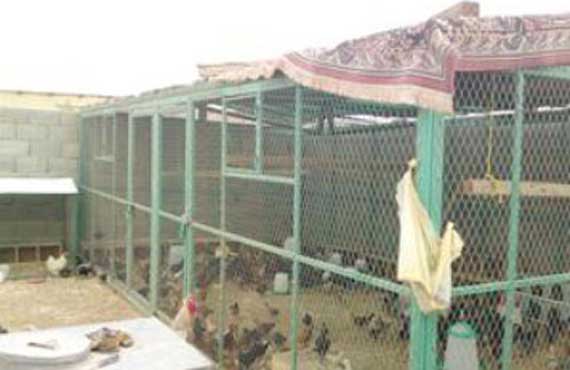 Woman falls ill after fight with her chicken