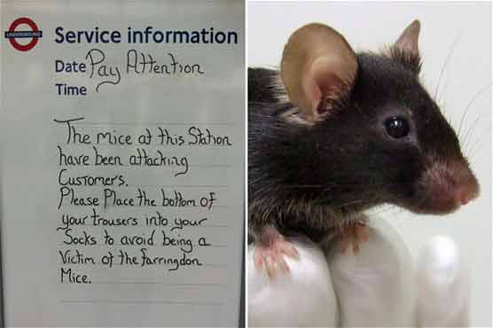 London commuters fear nibbled by gang of wild mice
