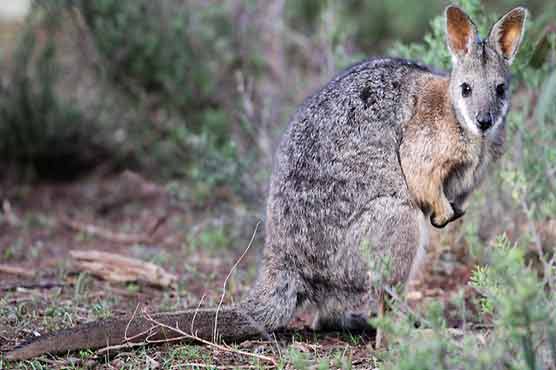  Last wallaby at Romania zoo found dead