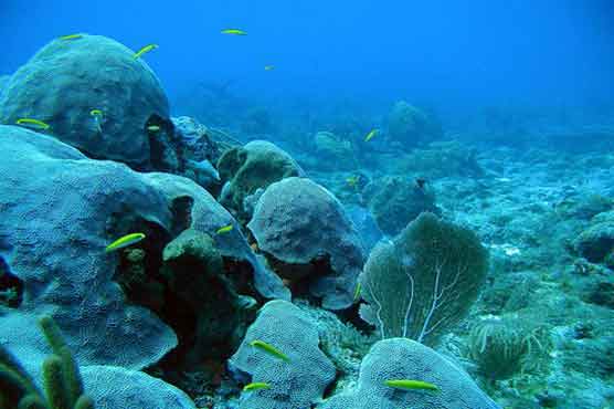 Underwater robots to 'repair' Scotland's coral reefs 