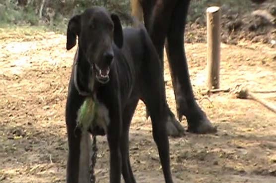 Chiniot: Man killed as landlord unleashes dogs