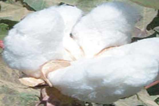 Crop management can increase cotton production 