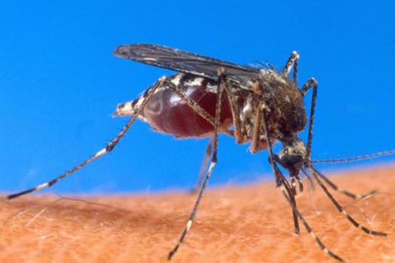 West Nile virus cases set record, deaths rise