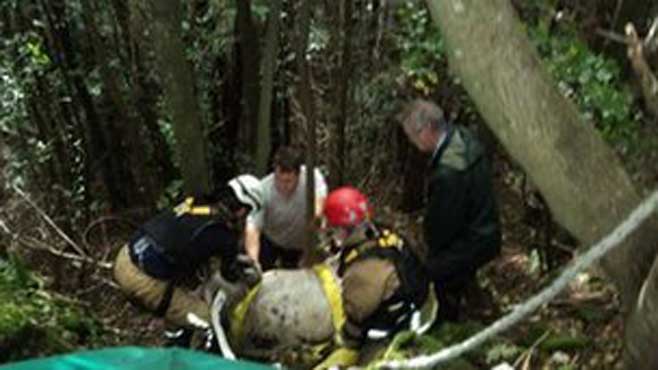 UK firemen called to rescue cow stuck up a tree