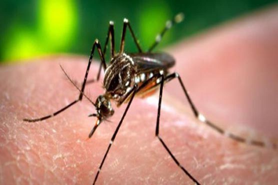 Lahore: Number of dengue patients reaches 18
