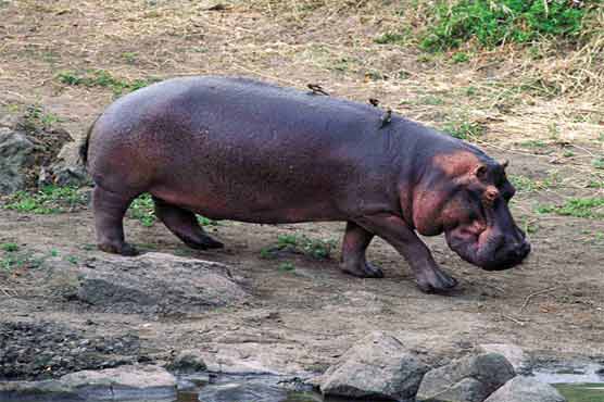 Two hippos on the loose in S Africa 
