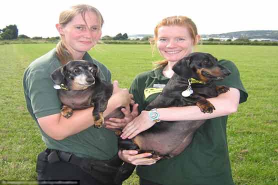  Dogs rescued after growing so fat 