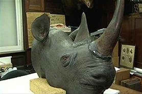 Man jailed after trying to steal rhino head from museum