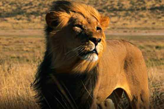  Lion ranges, populations dropping in Africa: Study