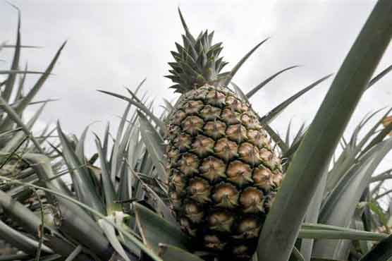 Scientists develop coconut-tasting pineapple 