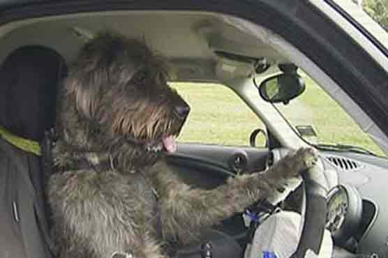 Welfare group teaches car driving to dogs 