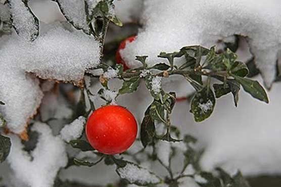 Woman ate tomatoes, snow while stranded in US
