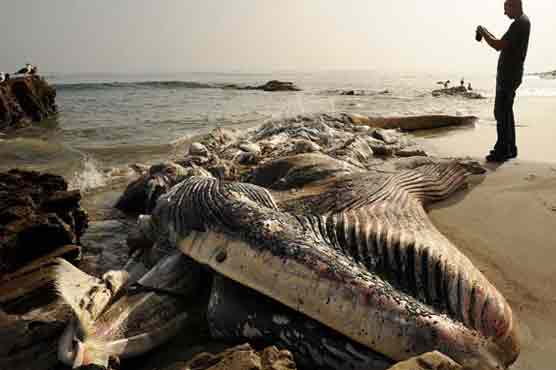 Rotting whale in Malibu likely left to nature