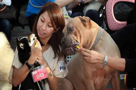 300 Hong Kong dogs have their teeth brushed 