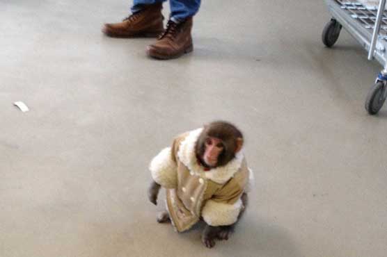 Coat-wearing monkey caught outside Toronto store
