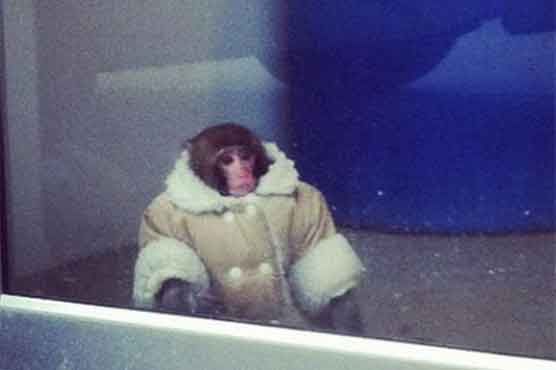 Woman wants her stylishly dressed monkey back