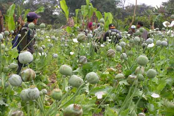 UN for regional help to fight growing drug threat in Myanmar