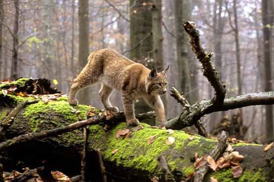 Lynxes return to northern Hungary after 100 years