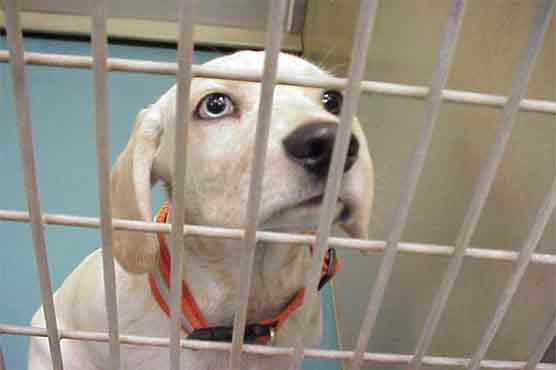  Call for stern law to protect animal welfare