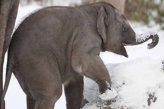  Circus claims vodka saves elephants in Siberia