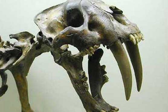 Saber-toothed cat fossils found near Las Vegas
