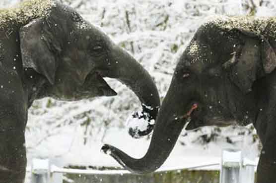 Vodka helps stranded elephants survive in Russia