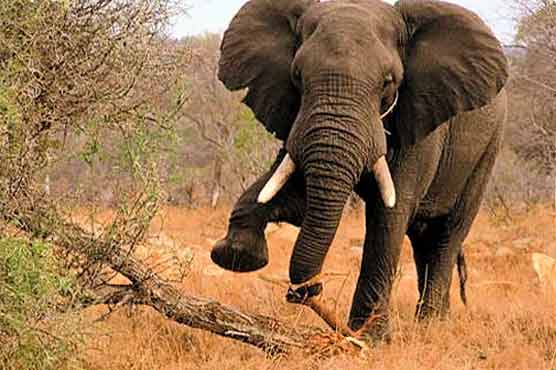 Nepal police hunt terrorist elephant 