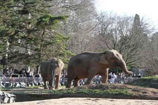 France gives Christmas reprieve to two ailing elephants 
