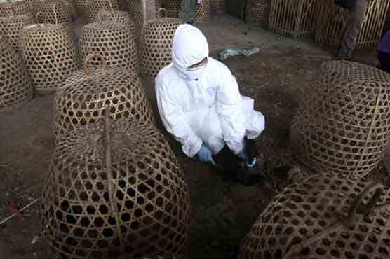Bird flu kills 4-year-old boy in Indonesia