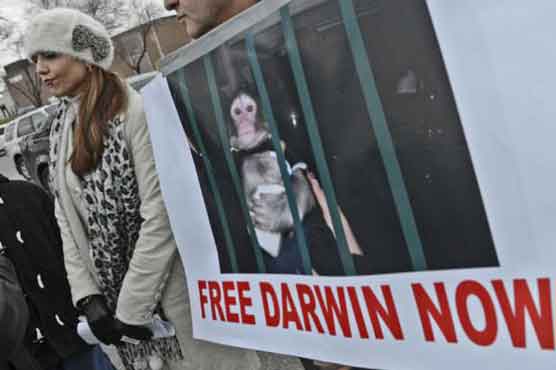 'Ikea monkey' to spend Christmas at sanctuary