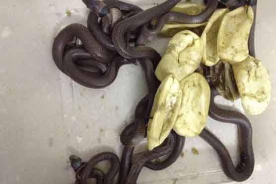 Kid's collection of garden eggs hatch into deadly snakes