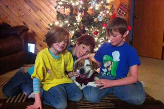 Lost, blind dog finds way back to Alaska owners