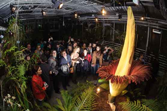 Corpse flower makes stinky Christmas bloom
