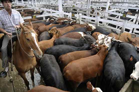 Argentina farmers halt livestock sales 