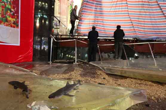 Shark tank burst at shopping centre in China