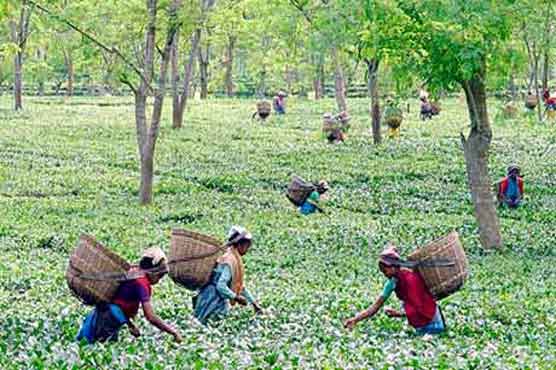 Tea plantation workers kill owner, wife