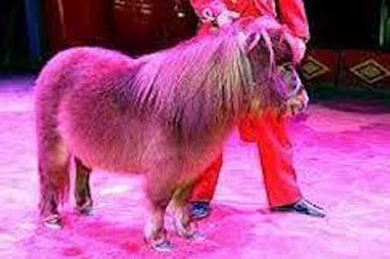 Pony back with circus after Christmas kidnap
