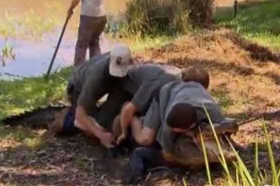 Five zookeepers wrestle with alligator to save eggs 