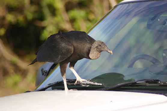 Vultures rip off wipers, sunroof seals of cars 