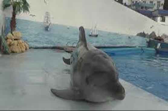 Man trains dolphin to crawl on belly 