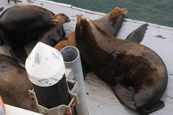 Reward for info about dead Puget Sound sea lions