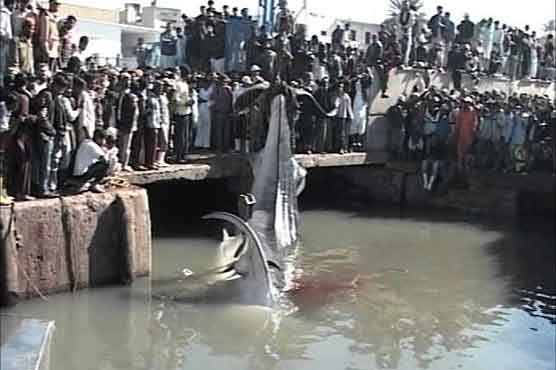 40-feet long dead shark found at Karachi sea shore