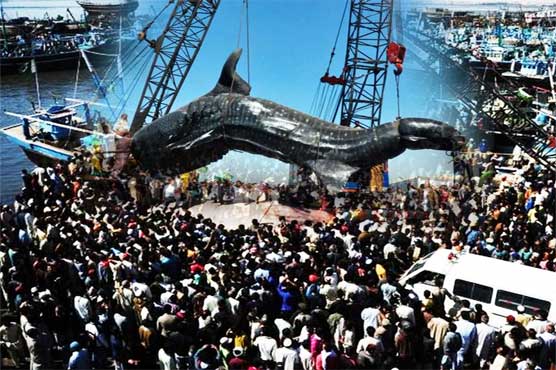 Fisher's big catch  the dead shark  taken away 