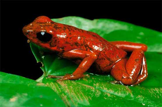 $3.3m aid for frogs, others 