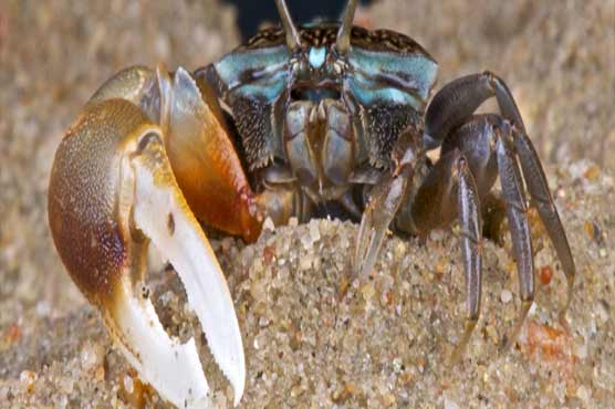 Experts build crab-like robot to remove stomach cancer