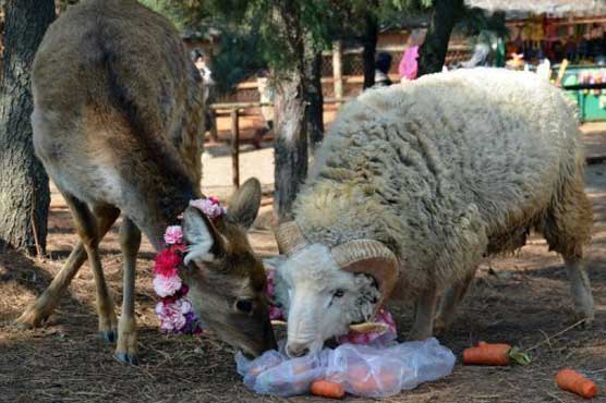 Chinese zoo plans Valentine wedding for deer and ram